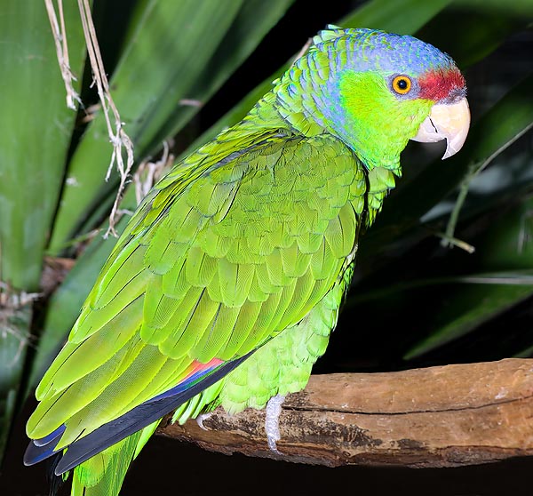 The Amazona finschi finschi is little bigger than the nominal species © Giuseppe Mazza