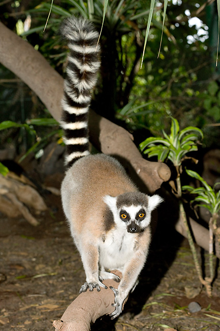 Pero el Lemur catta desciende frecuentemente a tierra © Giuseppe Mazza