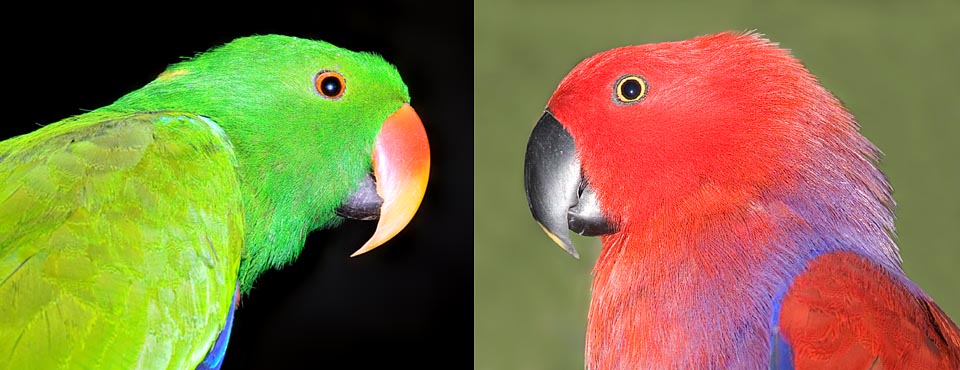 Eclectus roratus confronted male and female. Dimorphism is such that for years scholars thought they were two different species © Giuseppe Mazza