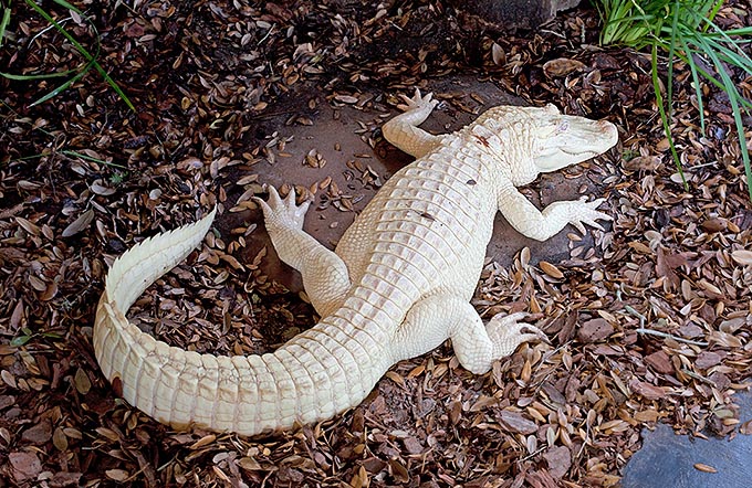 Sembra di plastica ma è un raro esemplare d'alligatore albino. Esistono anche esemplari leucisti © Giuseppe Mazza