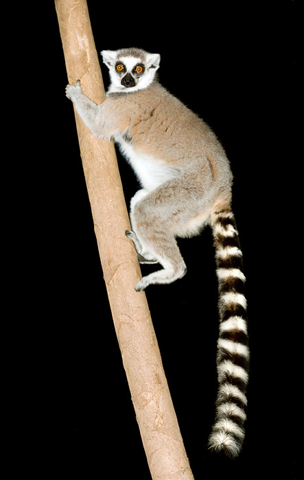 Son todos naturales de la isla de Madagascar y son arbóreos © G. Mazza