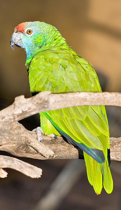 Timida in natura, si affeziona in cattività © Giuseppe Mazza