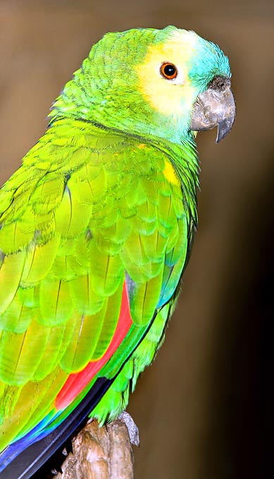 An Amazona aestiva aestiva © Giuseppe Mazza