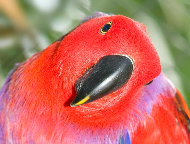 Eclectus roratus, Psittacidae, pappagallo Ecletto