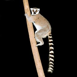 Quadrumane Archivi Monaco Nature Encyclopedia