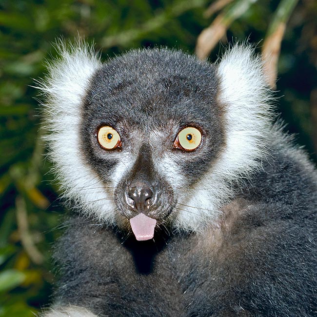 Un Varecia mal élevé qui veut imiter Einstein ? Non, il nous rappelle qu’il est le plus grand pollinisateur du monde. Avec son museau pointu et sa longue langue, il est le seul à pouvoir atteindre la profondeur des fleurs de Ravenala madagascariensis, protégées par de grandes bractées, pour boire le doux nectar et bien sûr transporter le pollen 