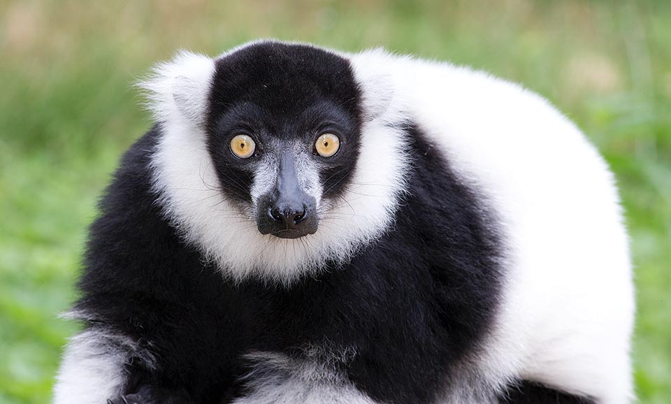 Varecia variegata is a lemur living, with three subspecies, in the forests along the east coast of Madagascar up to 1350 m of altitude. The typical thick black <br />and white fur shows at least 5 type of colour combinations, with the white predominating progressively in the southern populations 