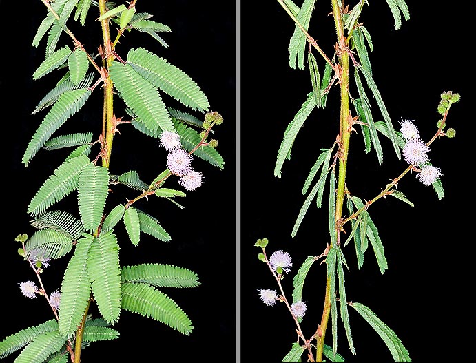 Less chilly than Mimosa pudica, like this one it folds at once the leaves if touched © Giuseppe Mazza