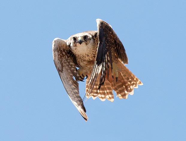 Falcon cherrug, Falconidae, faucon sacre