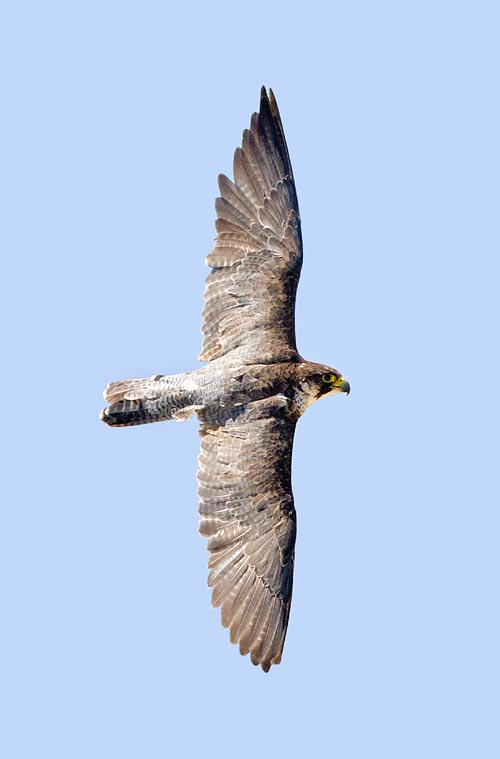 Il Falco peregrinus pesa appena 600-1000 g con 1 m circa d’apertura alare © G. Mazza