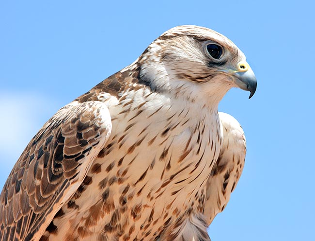 Falco cherrug, Falconidae, falco sacro
