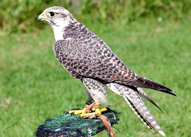 Falco rusticolus x Falco cherrug, Falconidae
