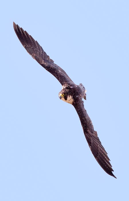 Le ali sono triangolari, spesso incurvate a mezzaluna © Giuseppe Mazza