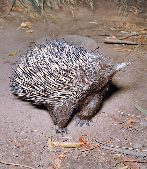 Tachyglossus aculeatus is a primitive hedgehog-like mammal © Giuseppe Mazza