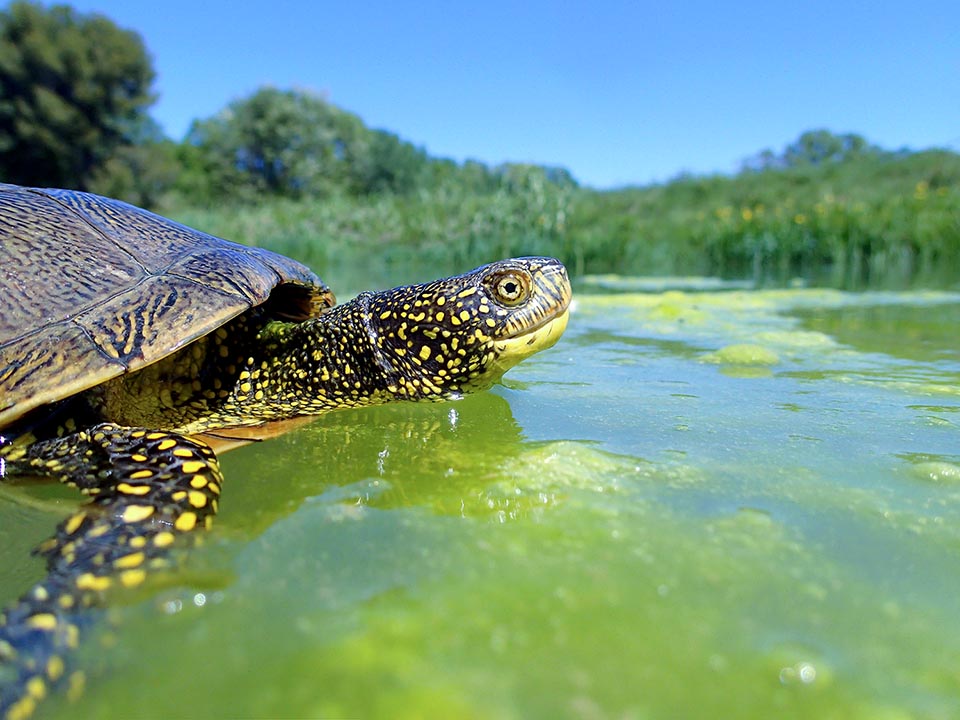 Même si elle est étroitement liée à l'eau, par rapport à d'autres tortues aquatiques, la Cistude d'Europe n'est pas une bonne nageuse 