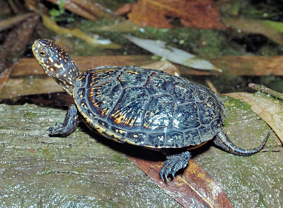 Active la nuit, dans les eaux calmes et limpides riches en végétation mais aussi dans les eaux saumâtres des estuaires, c'est une espèce principalement carnivore. Elle se nourrit de larves d'insectes, de vers, d’escargots, de têtards, d’amphibiens et de petits poissons, même morts, sans oublier les cadavres d'animaux et diverses plantes aquatiques comme les nénuphars et les lentilles d'eau