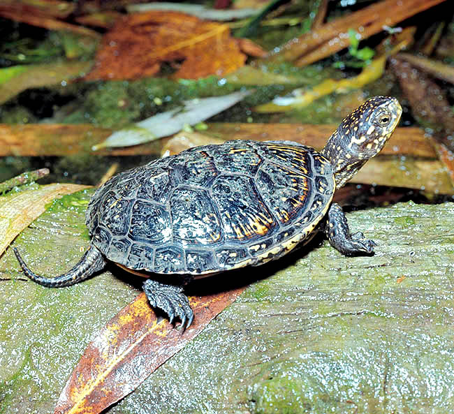 Emys orbicularis, Emydidae Emys orbicularis, Emydidae