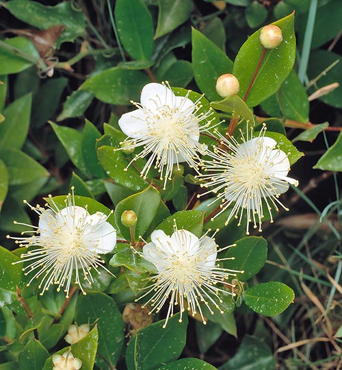 Myrtus communis has 2-3 cm perfumed flowers with long white stamina © G. Mazza