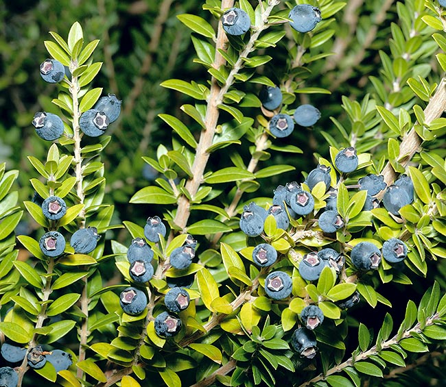 The berries are edible and the aromatic leaves are used in cooking. Medical properties © Giuseppe Mazza