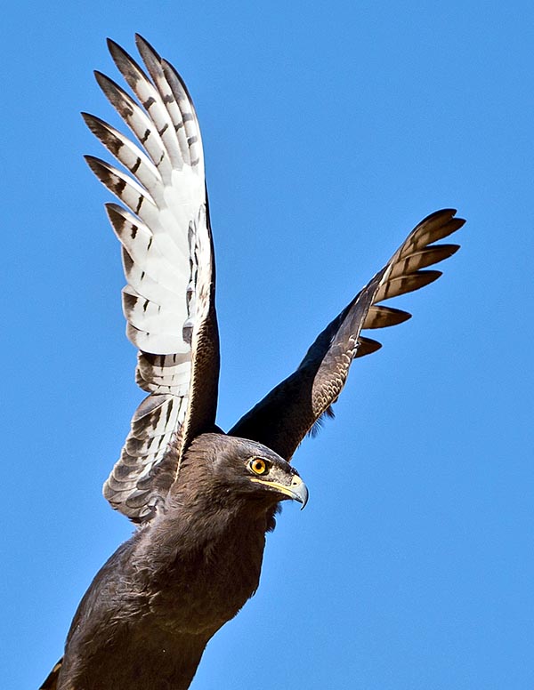 Lophaetus occipitalis, Accipitridae