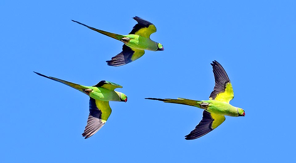 Psittacula krameri, Perruche à collier, Psittacidae