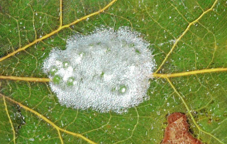 Leucoma salicis, eggs