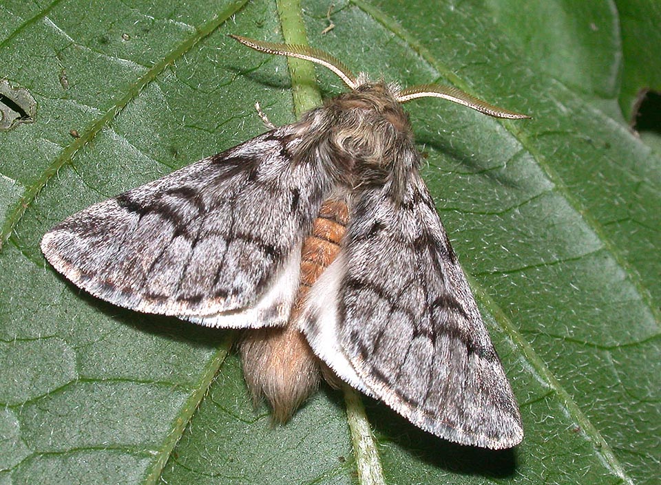 Thaumetopoea pityocampa, Processionaria del pino maschio, Thaumetopoeidae