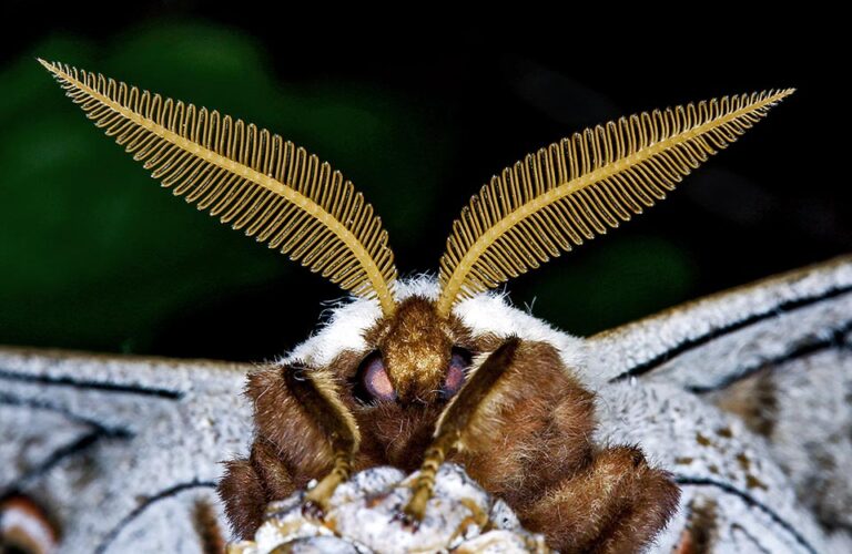 Saturnia pyri - Monaco Nature Encyclopedia