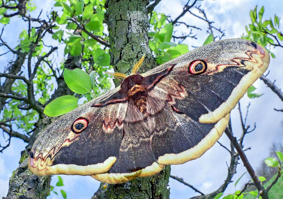 Saturnia pyri maschio su un pero, il suo albero preferito. È una grande falena, diffusa in Europa, Nord Africa, Nord America ed Asia occidentale, tramite l’Anatolia e il Caucaso