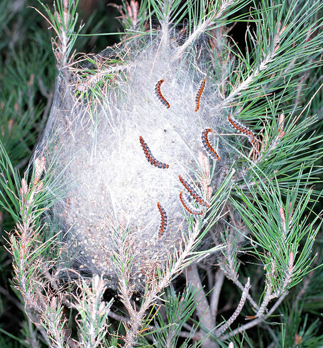 Thaumetopoea pityocampa, Thaumetopoeidae, procesionaria del pino