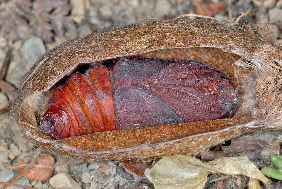 Bozzolo aperto su un lato per mostrare una pupa maschio. Le crisalidi possono attendere in diapausa, e secondo il clima Saturnia pyri ha una generazione annuale o biennale