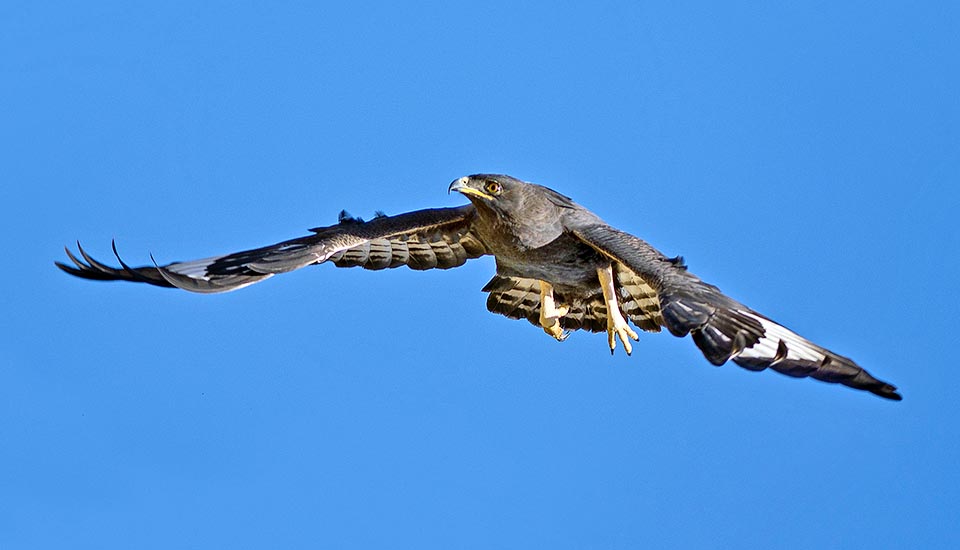 Lophaetus occipitalis, Accipitridae