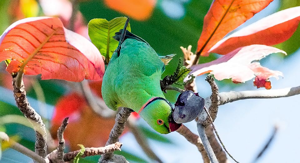 Psittacula krameri, Rose-ringed parakeet, Psittacidae
