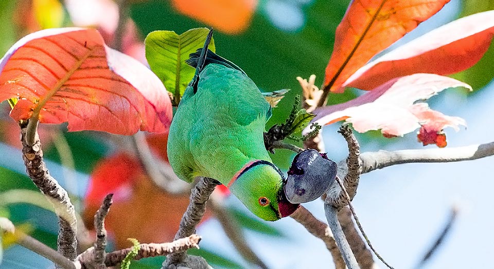 Psittacula krameri, Perruche à collier, Psittacidae