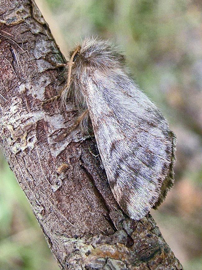 Thaumetopoea pityocampa, Pine processionary, Thaumetopoeidae, female