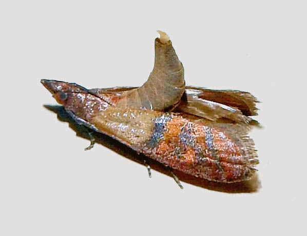 Plodia interpunctella