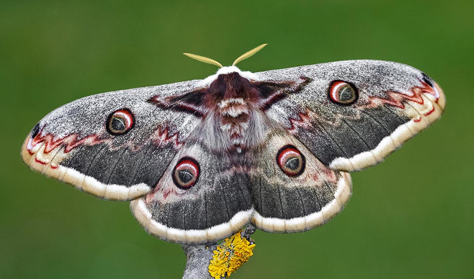 Las hembras de Saturnia pyri, un poco más grandes que los machos y con antenas bidentadas, alcanzan una envergadura de 17 cm. No son buenas voladoras, pero se colocan en posiciones elevadas para esparcir mejor, durante la noche, un “bouquet” de sustancias atractivas para los machos, conocidas como feromonas sexuales