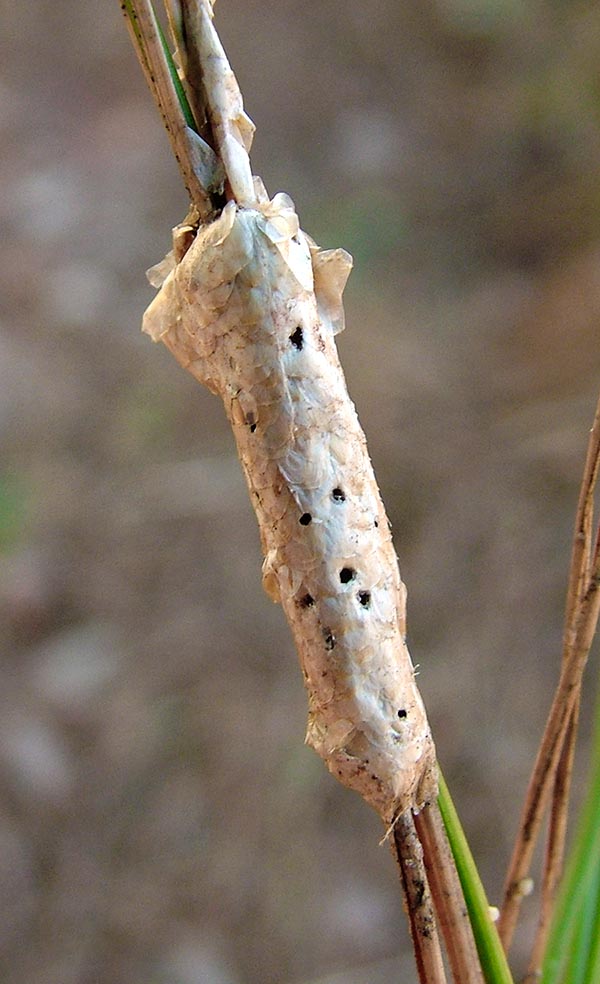 Thaumetopoea pityocampa, Pine processionary, Thaumetopoeidae, eggs