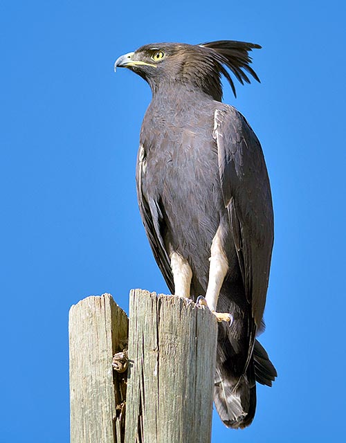 Lophaetus occipitalis, Accipitridae