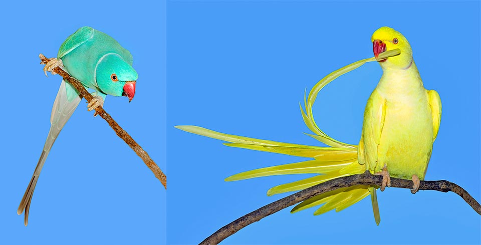 Psittacula krameri, Perruche à collier, Psittacidae