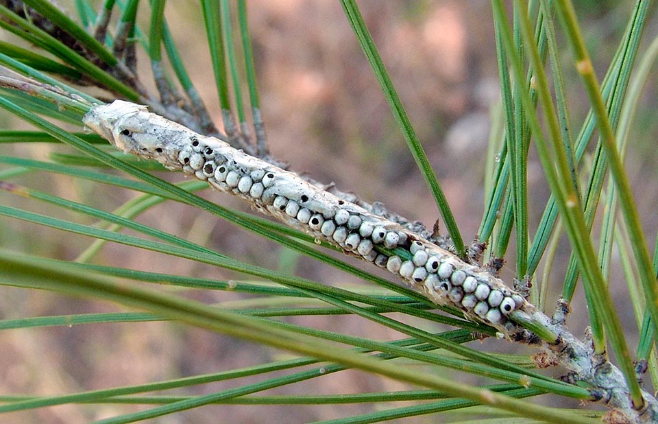 Thaumetopoea pityocampa, Pine processionary, Thaumetopoeidae, eggs