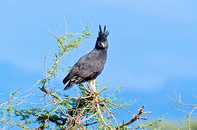 Lophaetus occipitalis, Accipitridae