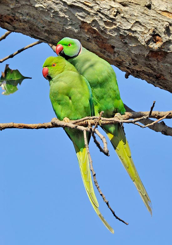 Psittacula krameri, Perruche à collier, Psittacidae