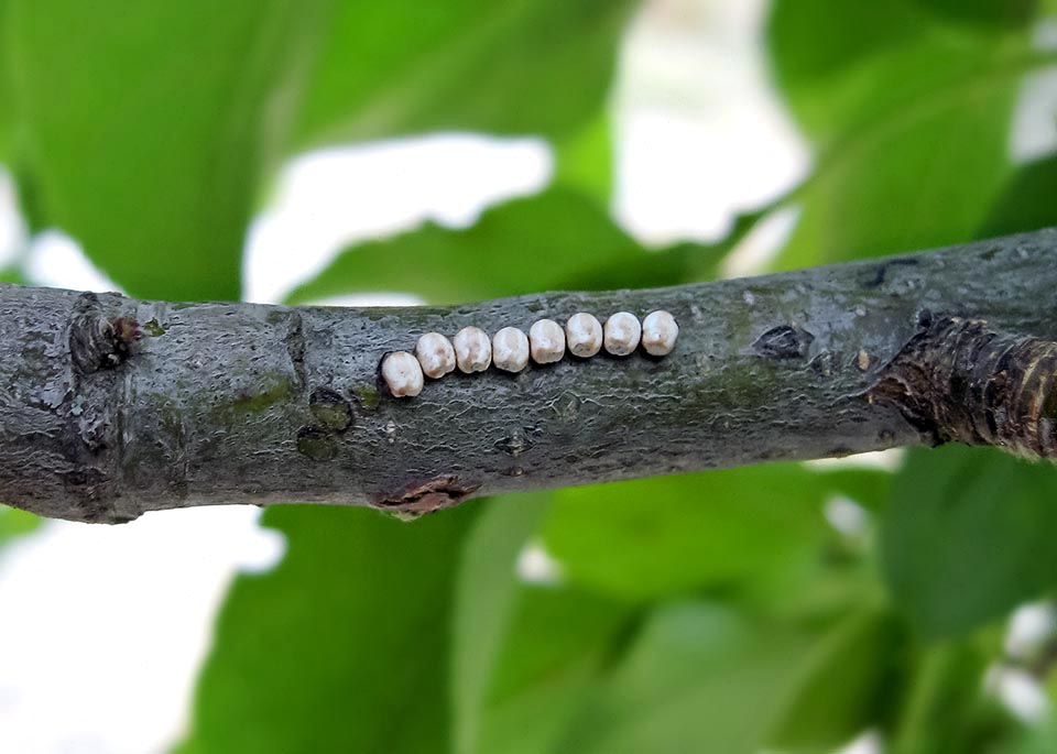 La femelle fécondée pond en petits groupes des centaines d'œufs grisâtres avec des taches marron. Larges d'environ 3 mm ils éclosent peu de jours après 