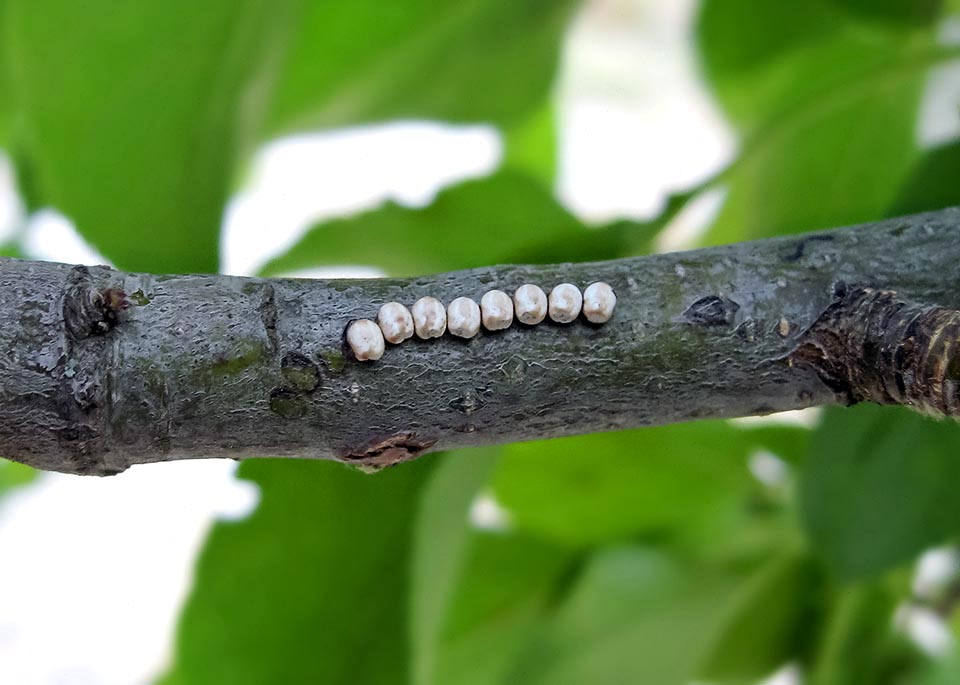 The fecundated female lays, in small groups, hundreds of greyish eggs having small brown spots. About 3 mm broad, they hatch after a few days 