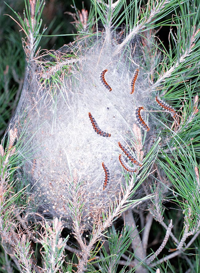 Thaumetopoea pityocampa, Pine processionary, Thaumetopoeidae, nest