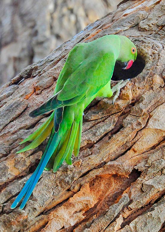 Psittacula krameri, Rose-ringed parakeet, Psittacidae