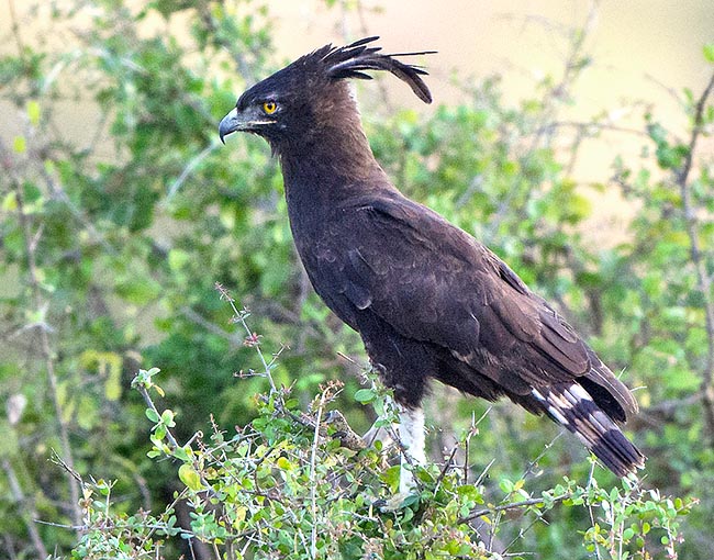 Lophaetus occipitalis, Accipitridae