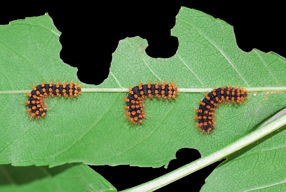 The newborn larvae are about 6 mm long and have a blackish body. Then, after the first moult, several red papillae spring up 