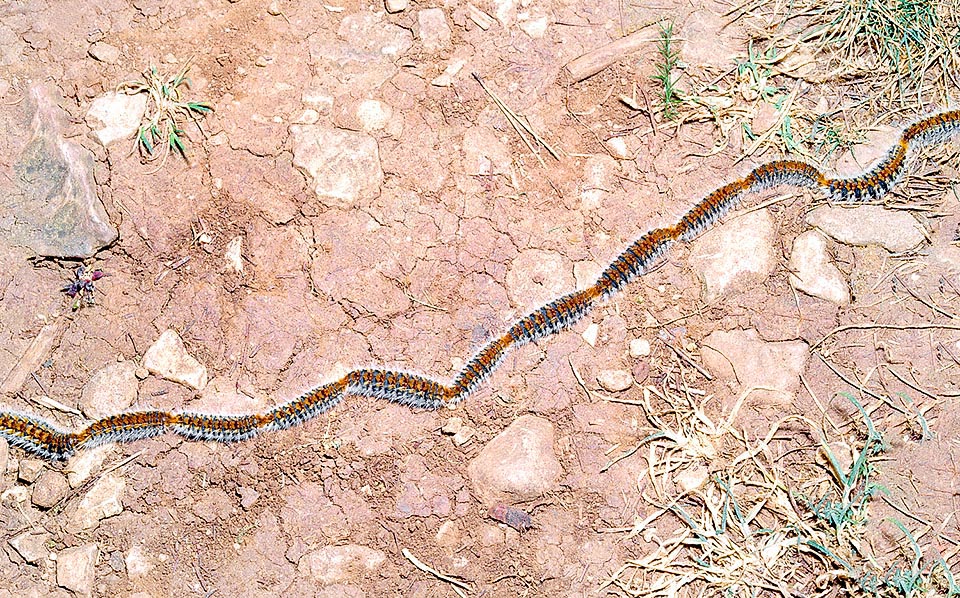 Thaumetopoea pityocampa, Pine processionary, Thaumetopoeidae, caterpillars